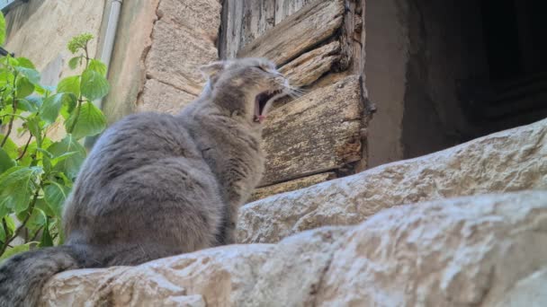 Schöne Graue Katze Die Auf Einer Treppe Einem Typisch Traditionellen — Stockvideo