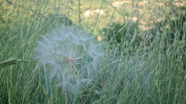 Закрыть Гигантский Одуванчик Taraxacum Горах Природы Uhd 7680 4320 — стоковое видео