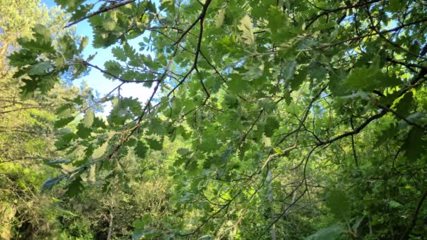 森の中に葉を持つ8Kオークの枝 フランスアルプスの自然山 フランス ヨーロッパ Uhd 7680 4320 — ストック動画