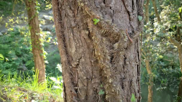 欧洲法国阿尔卑斯山森林中的一棵松树的树核生长着8K棵树 8Kuhd 7680X4320 — 图库视频影像