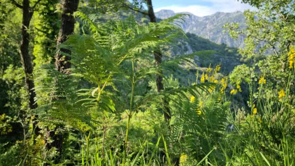 Ferns Maritime Alps Mountain Background French Alps France Europe Close — Stock Video
