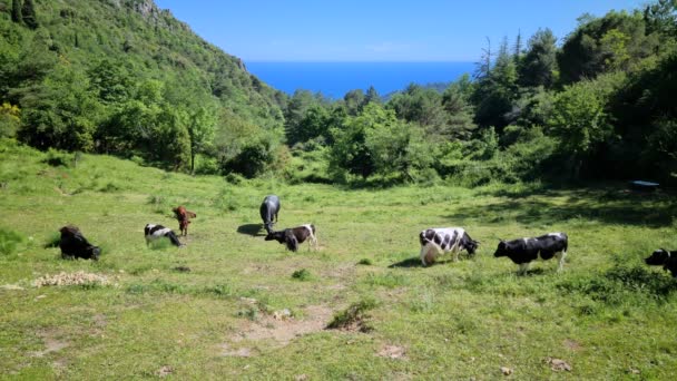 Hermosas Vacas Terneros Pastando Prado Las Montañas Los Alpes Marítimos — Vídeo de stock