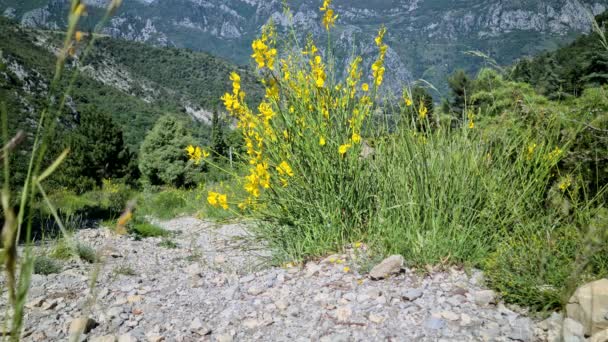 Paisaje Montaña Salpicado Escoba Española Junceum Spartium Los Alpes Marítimos — Vídeos de Stock