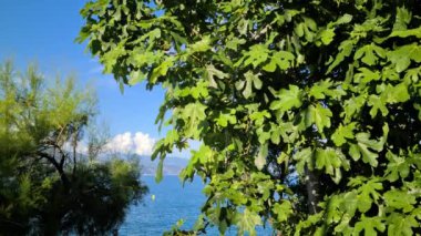 Akdeniz 'in Mavisi Arkaplanda, Fransız Rivierası, Fransa, Avrupa' da Bir İncir Ağacının 8K Yeşil Dalları - 8K UHD (7680 x 4320)