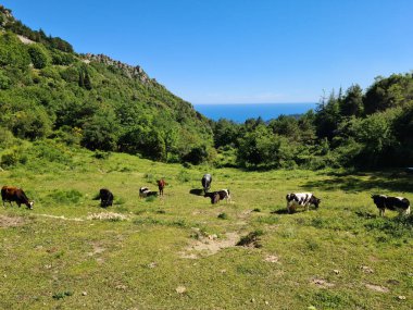 Dağlardaki çayırlarda otlayan güzel inekler ve buzağılar Alpler, Fransız Alpleri, Fransa, Avrupa