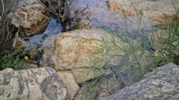 Río Agua Clara Que Fluye Sobre Rocas Los Alpes Franceses — Vídeos de Stock
