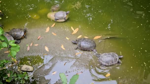 Großer Red Eared Slider Pond Uhd 7680 4320 — Stockvideo