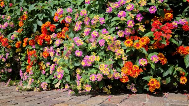 Färgglada Lantana Camara Common Lantana Blommor Och Bär Växtbuskar Trädgården — Stockvideo