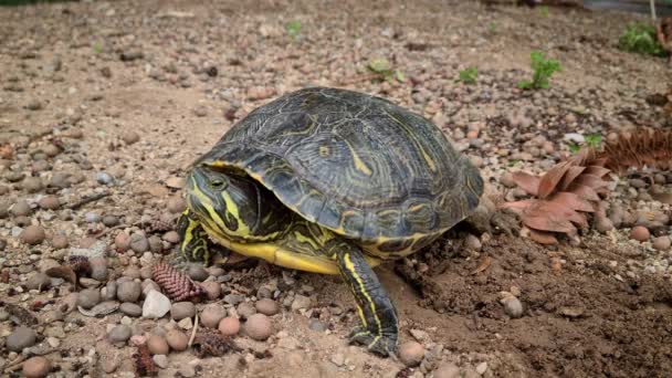 Tortuga Grande Rasguñando Suelo Con Sus Patas Traseras Vista Cerca — Vídeos de Stock