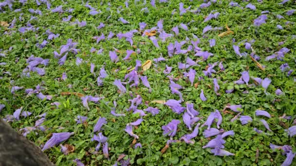 Jacaranda Jacaranda Mimosifolia Kwiaty Podłodze Tło Sprężyny Uhd 7680 4320 — Wideo stockowe