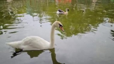 8K Beyaz Kuğu ve Gölette Yüzen Kaz. Kapat Görünüm - 8K UHD (7680 x 4320)