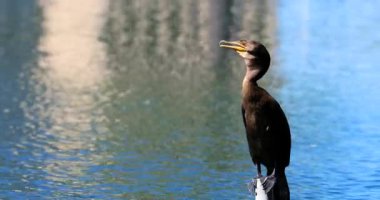 Amerika Birleşik Devletleri Orlando, Florida 'daki Eola Gölü' nde Karabatak Kuş Duruyor. Görüntüyü Kapat - DCi 4K Çözünürlüğü