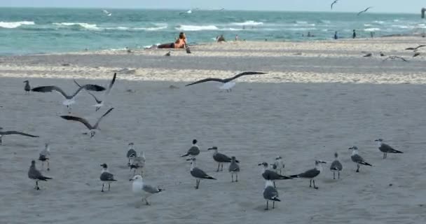 Veel Meeuwen Wandelen Vliegen Het Fijne Zand Van Miami Beach — Stockvideo