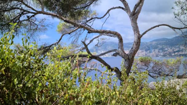 Paysage Côtier Avec Ville Monaco Mer Méditerranée Derrière Pin Côte — Video