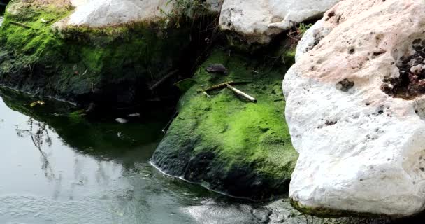 Špinavý Zelený Mech Pokryl Skály Korytě Řeky Pohled Zblízka Rozlišení — Stock video
