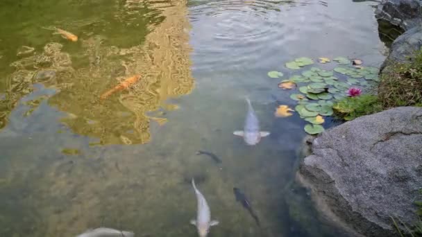Muchos Grandes Carpas Koi Nadando Estanque Japonés Con Lirios Agua — Vídeos de Stock