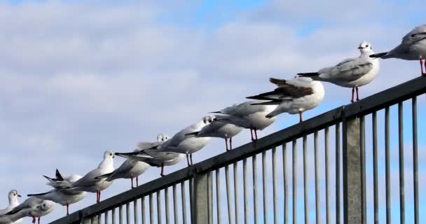 Standing Seagulls Lined Diagonal Fence Close View Dci Resolution — Stock Video