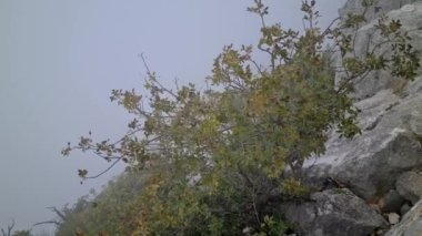 8K Dağdaki Küçük Ağaç ve Rüzgar, Fransız Alpleri, Fransa, Avrupa - 8K UHD (7680 x 4320)