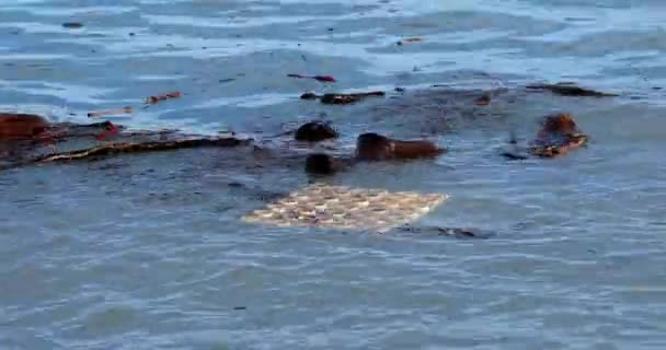 Des Vagues Ordures Dans Eau Mer Méditerranée Après Tempête Alex — Video