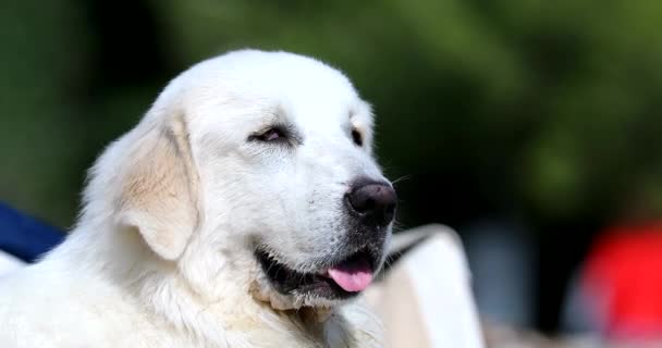 大比利牛斯山犬 Dci 4K解像度 — 图库视频影像