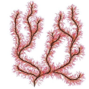 Red sea stringy algae clipart
