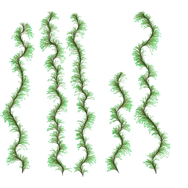 Зеленые Волокнистые Длинные Морские Водоросли — стоковое фото