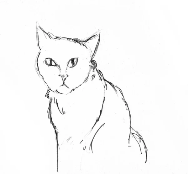 Croquis Dessiné Main Chat — Photo