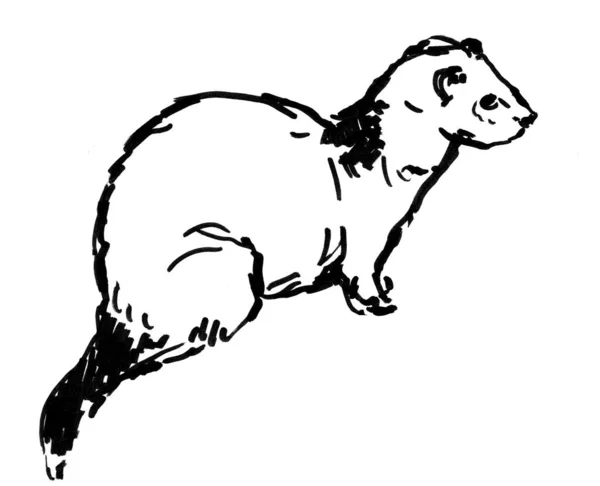 Hand Drawn Sketch White Ferret — Stock Photo, Image