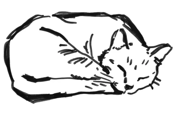 Croquis Dessiné Main Chat — Photo