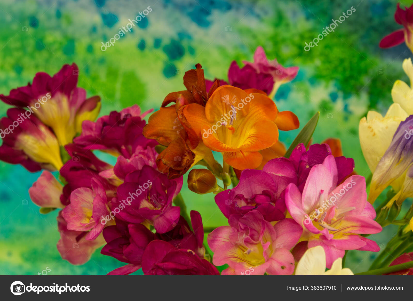 Bunga Freesia Dengan Latar Belakang Cerah Freesia Adalah Genus Tumbuhan Stok Foto C Strider944 383607910