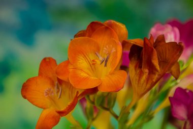 Parlak arka planda Frezya çiçekleri. Freesia, Iridaceae familyasından bir bitki cinsidir..