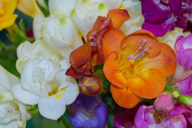 Parlak arka planda Frezya çiçekleri. Freesia, Iridaceae familyasından bir bitki cinsidir..