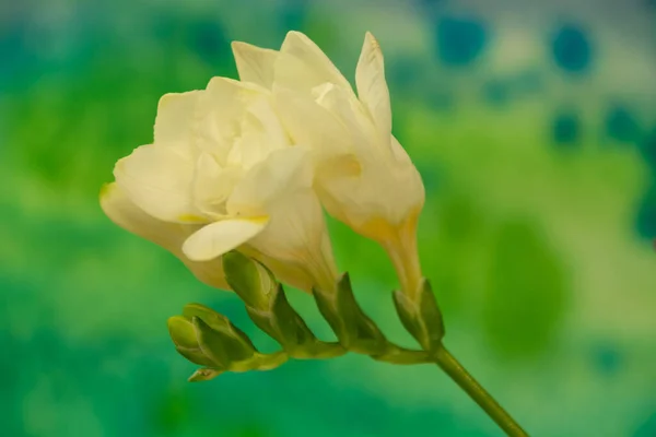 明るい背景にフリージアの花 フリージア Freesia アヤメ科アヤメ属の草本多年草の開花植物の属です — ストック写真
