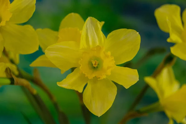 Narcissus Çiçekleri Parlak Arka Planda Narcissus Amaryllidaceae Familyasına Ait Bir — Stok fotoğraf