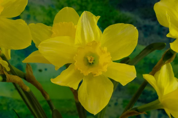 Narcissus Blommor Den Ljusa Bakgrunden Narcissus Ett Släkte Huvudsakligen Vårperenna — Stockfoto