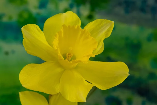 Narcis Květiny Jasném Pozadí Narcissus Rod Převážně Jarních Trvalek Čeledi — Stock fotografie