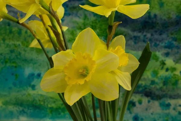 Narcissus Blommor Den Ljusa Bakgrunden Narcissus Ett Släkte Huvudsakligen Vårperenna — Stockfoto