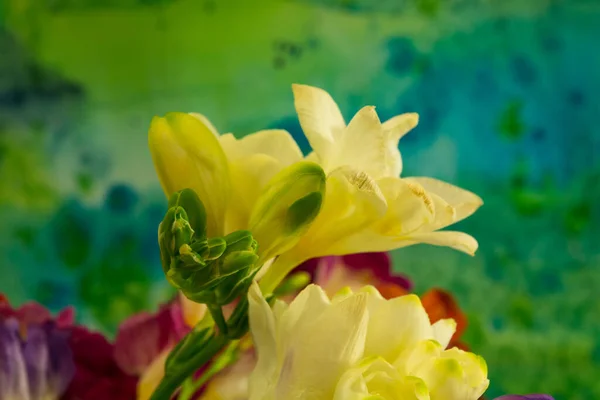 Freesia Fleurs Sur Fond Lumineux Freesia Est Genre Plantes Herbacées — Photo