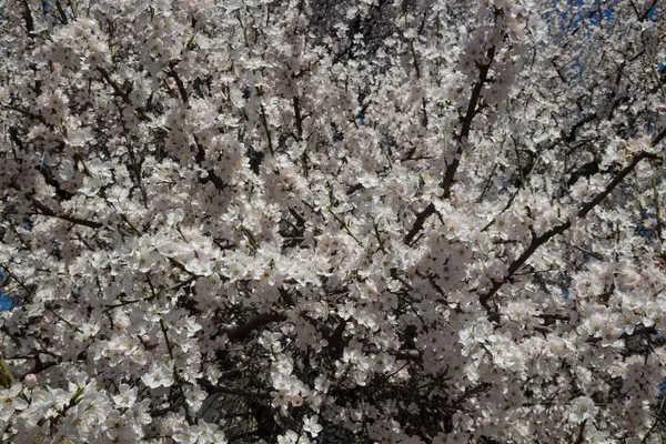 Flores Blancas Cerezo Primavera Parque — Foto de Stock