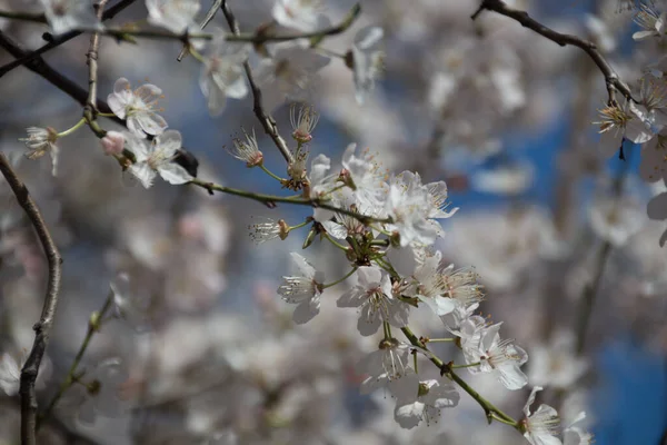 Fleurs Blanches Cerisier Printemps Dans Parc — Photo