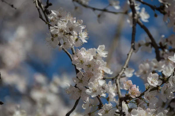 Fleurs Blanches Cerisier Printemps Dans Parc — Photo