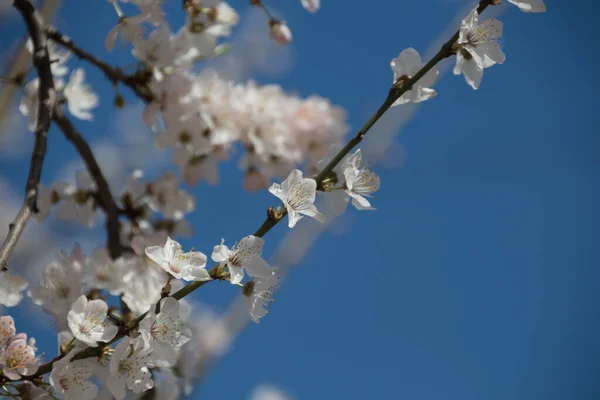 Fleurs Blanches Cerisier Printemps Dans Parc — Photo