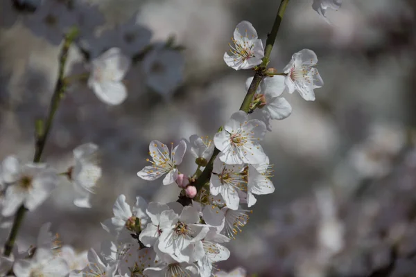 Fleurs Blanches Cerisier Printemps Dans Parc — Photo