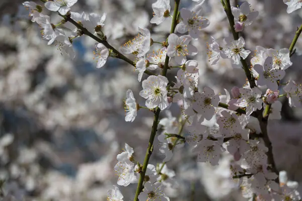 Fleurs Blanches Cerisier Printemps Dans Parc — Photo
