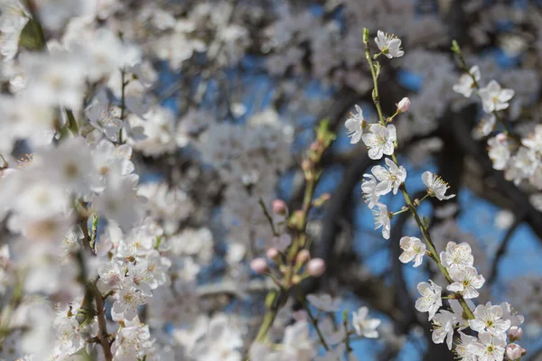 Fleurs Blanches Cerisier Printemps Dans Parc — Photo