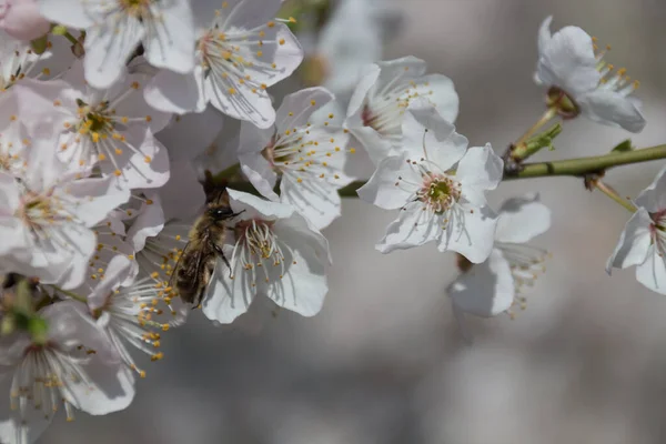 Fleurs Blanches Cerisier Printemps Dans Parc Abeille — Photo