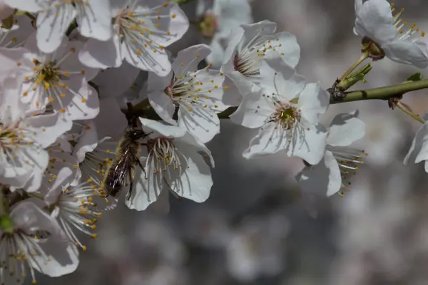 Weiße Frühlingsblumen Park Und Bienen — Stockfoto