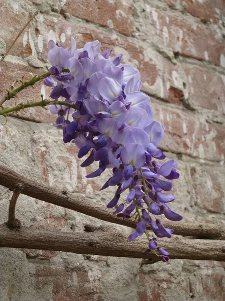 紫藤花 紫藤属 Wisteria 是豌豆科的一种开花植物 包括原产于美国东部 韩国和日本的10种木本植物 有些种类是受欢迎的观赏植物 — 图库照片