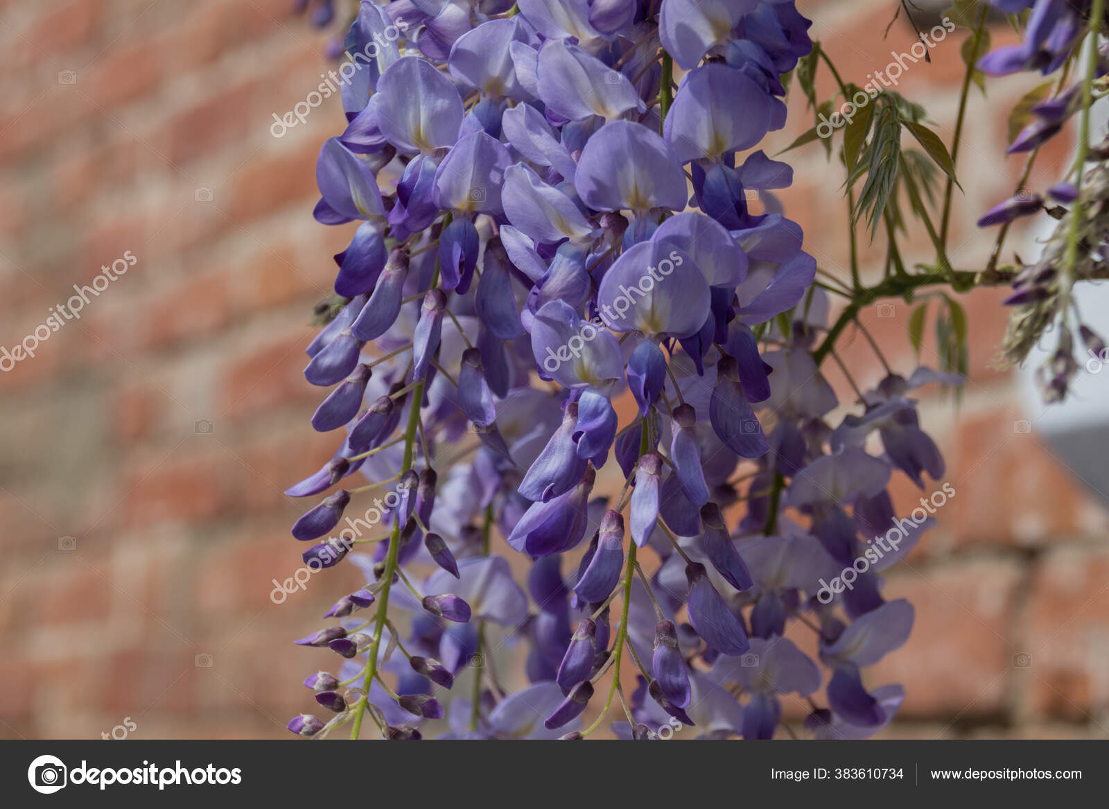 紫藤属wisteria 是豌豆科的一种开花植物包括原产于美国东部韩国和日本的10种木本植物有些种类是受欢迎的观赏植物 紫藤属wisteria 是豌豆科的一种开花植物包括原产于美国东部韩国和日本的10种木本植物有些种类是受欢迎的观赏植物