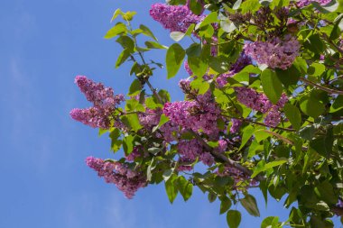 Mavi gökyüzünün önündeki pembe leylak çiçekleri, kayalık tepelerde yetişen Balkan Yarımadası 'na özgü Oleaceae zeytin familyasına ait çiçek açan bir bitki türüdür.